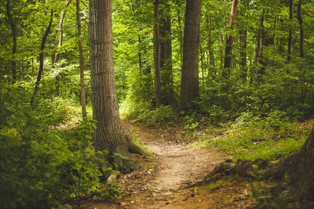 Dal verde di Villa Vitali al verdissimo del bosco di Monte Cacciù. Dunque, la Rete del Verde va a pieno regime